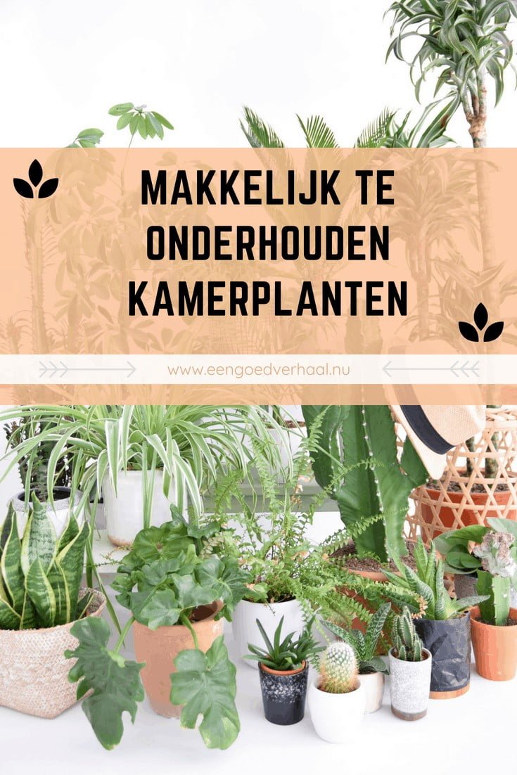 planten makkelijk in onderhoud