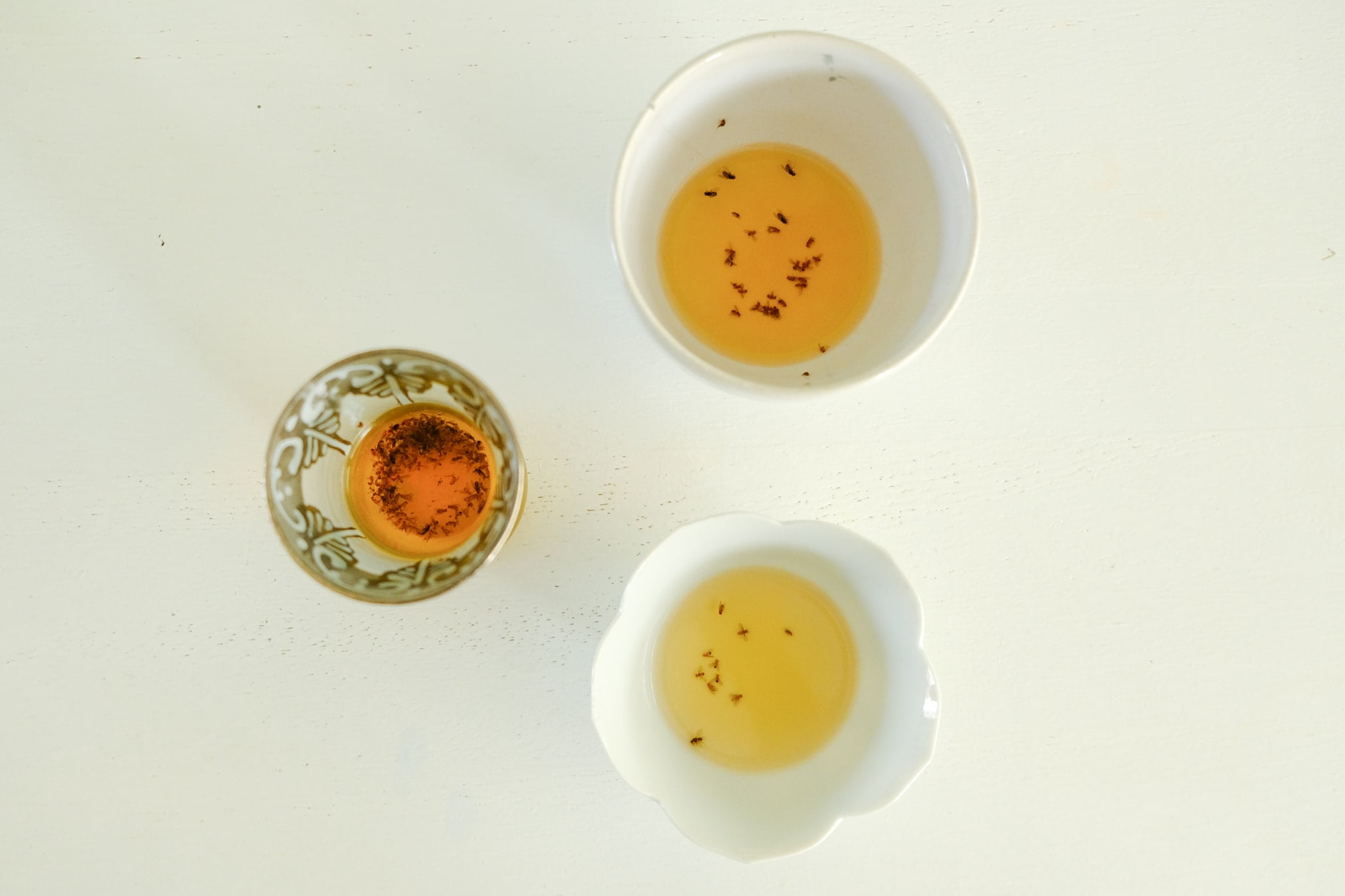 natuurlijke fruitvliegjes val maken