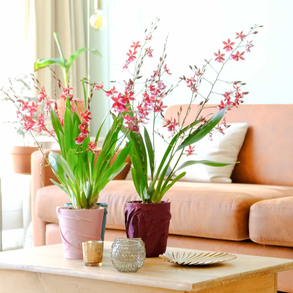 blog orchideeën orchitypes