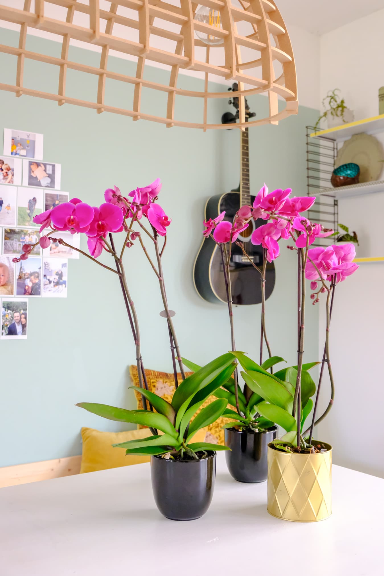 phalaenopsis in huis