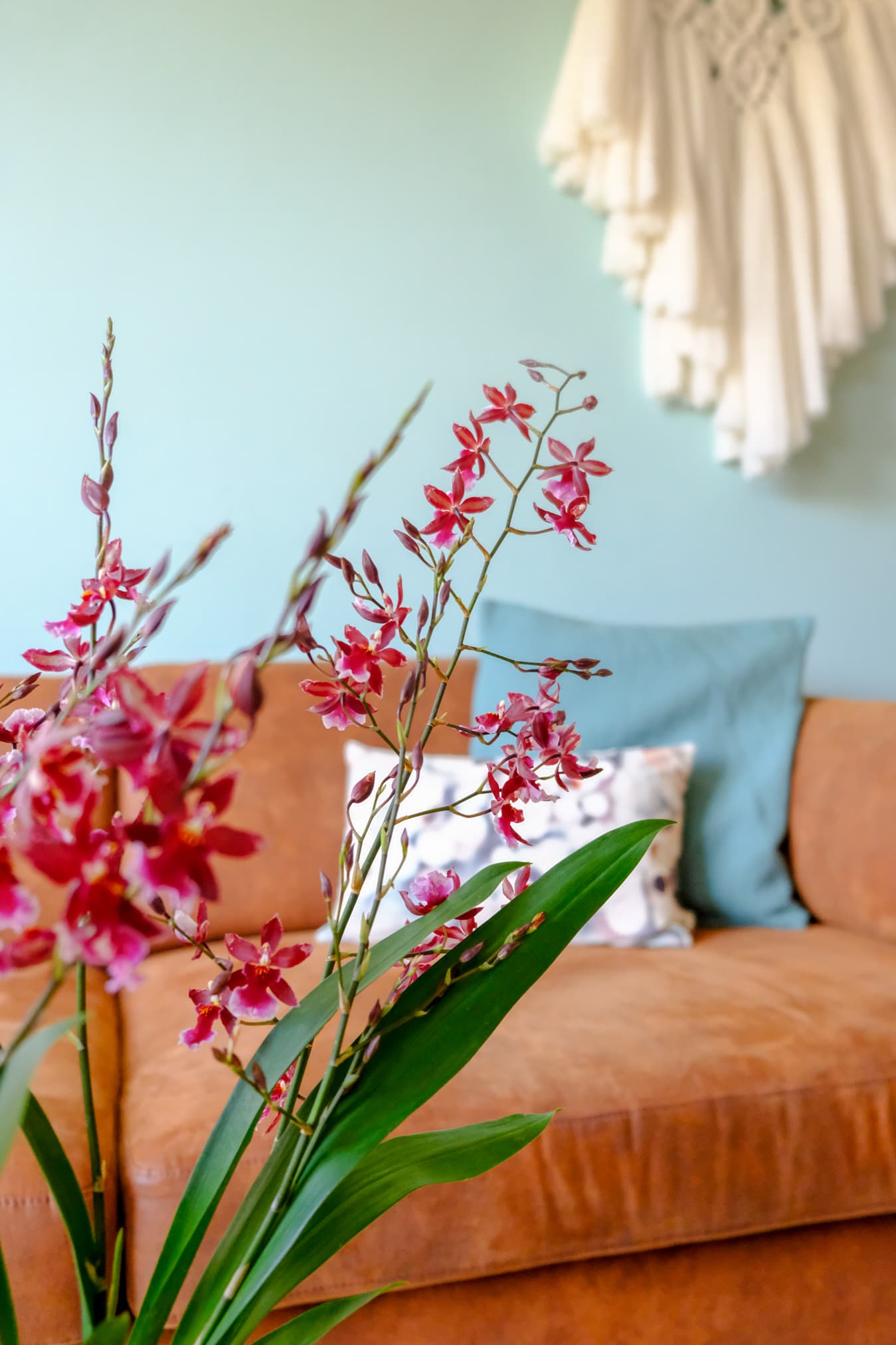 odontoglossum verzorging