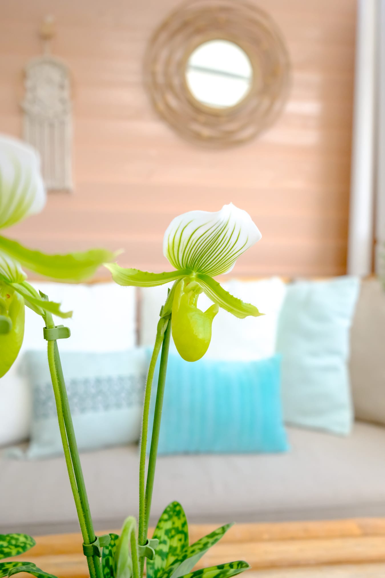 close-up paphiopedilum