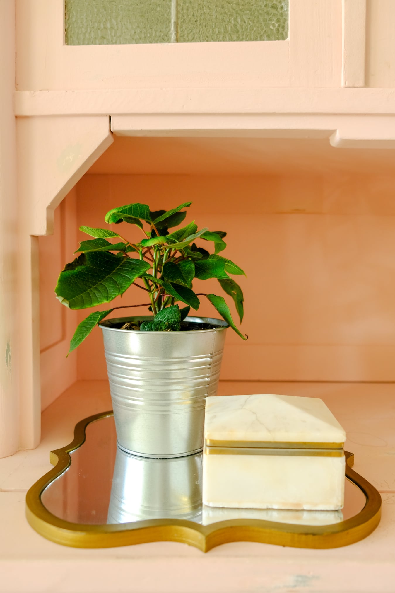 fairtrade planten bij plus