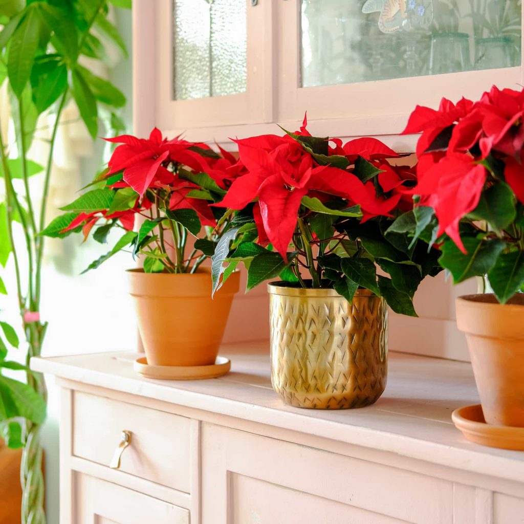 plus fairtrade kerstster