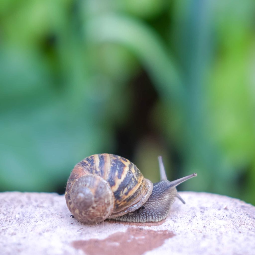 natuurlijk slakken bestrijden tips