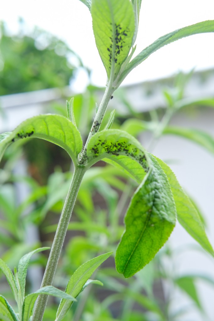 natuurlijke bestrijding bladluis