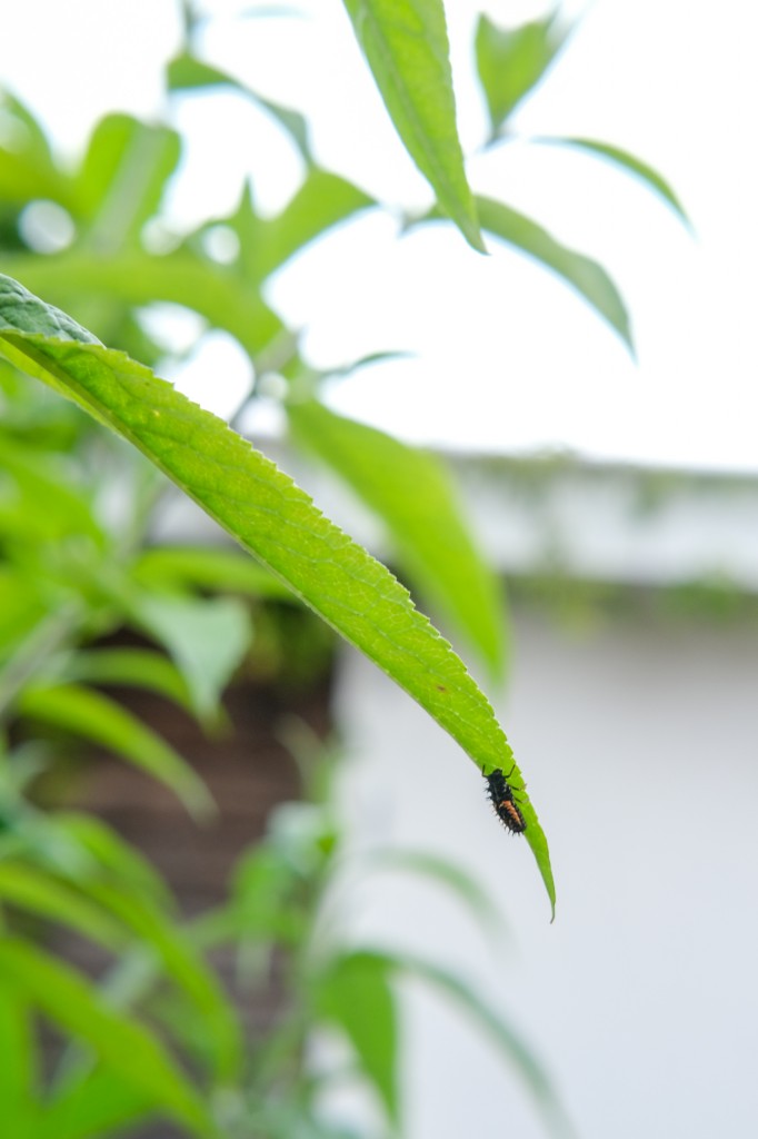 lieveheersbeestjes larven tegen bladluis