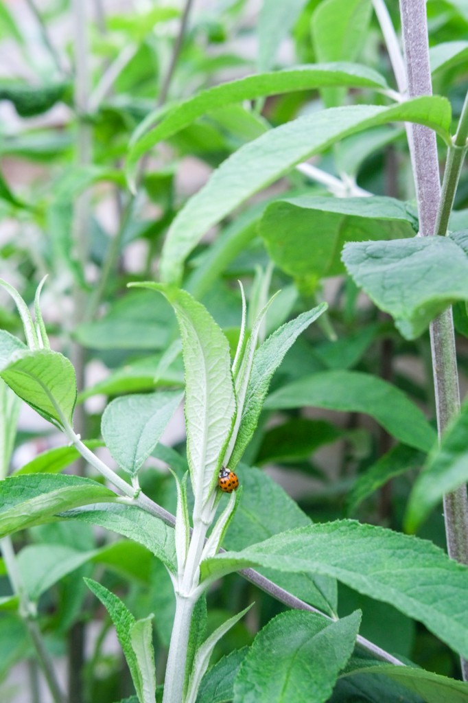 natuurlijk bladluis bestrijden met lieveheersbeestjes