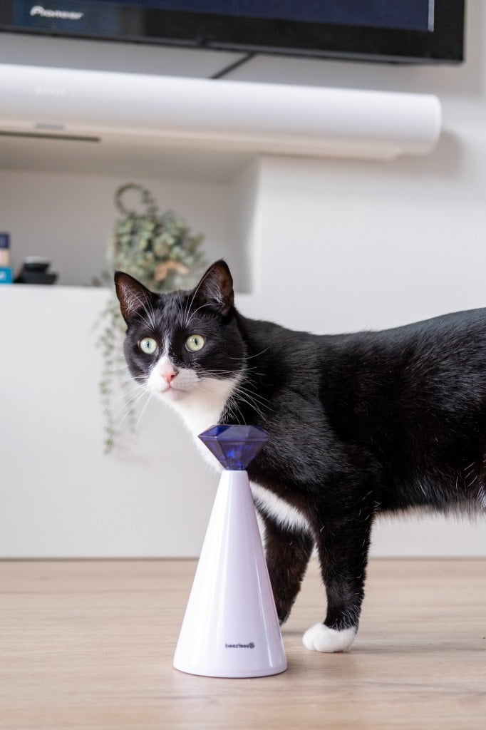 sinterklaas cadeau katten