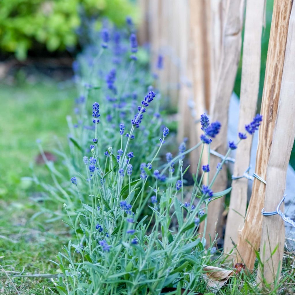 favoriete tuinplanten