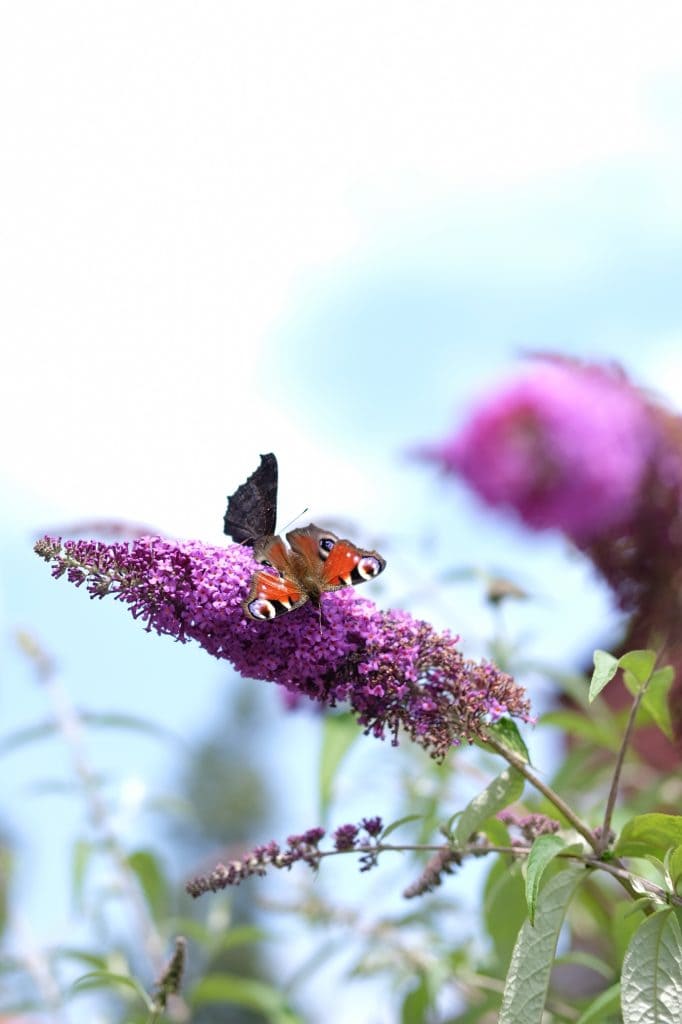 favoriete tuinplanten vlinderstruik