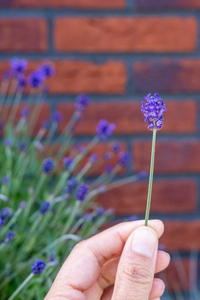 lavendel tips huishouden gebruiken