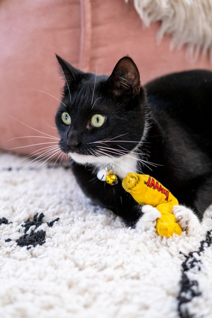 beste kattenspeeltjes banaan