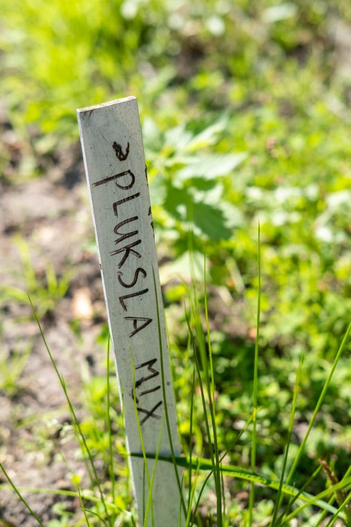 pluksla mix biodynamische moestuin