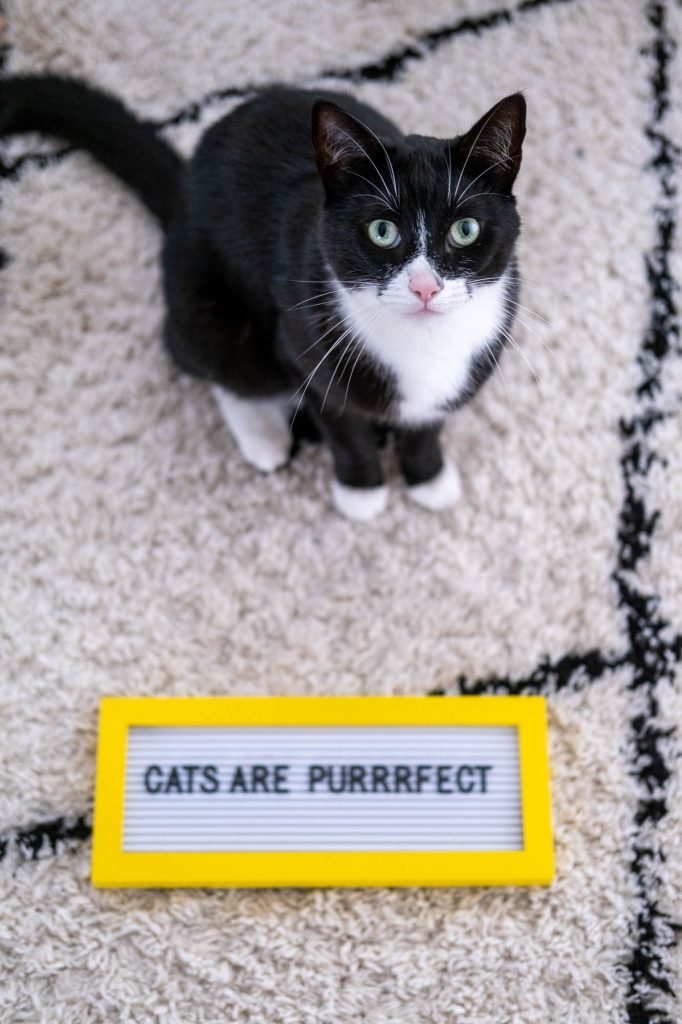 grappige teksten over de kat