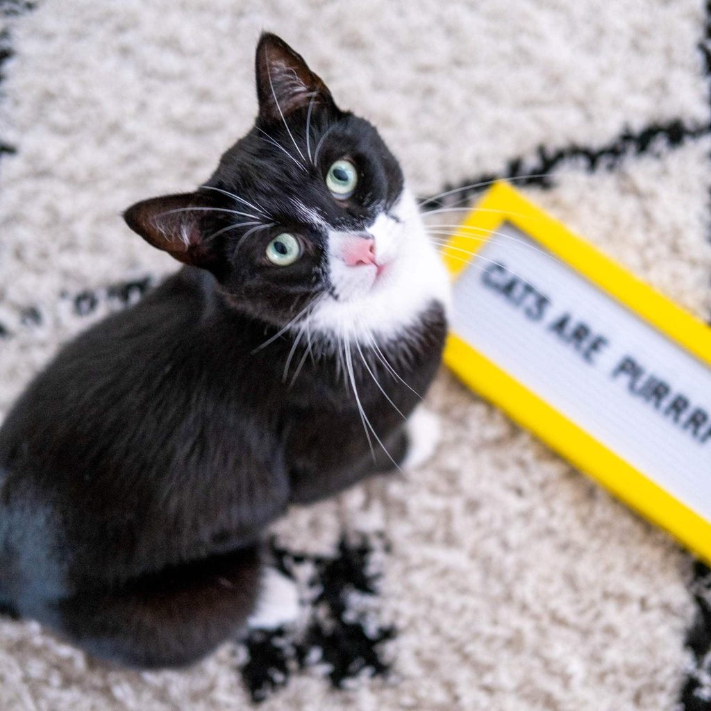 grappige katten quotes letterbord