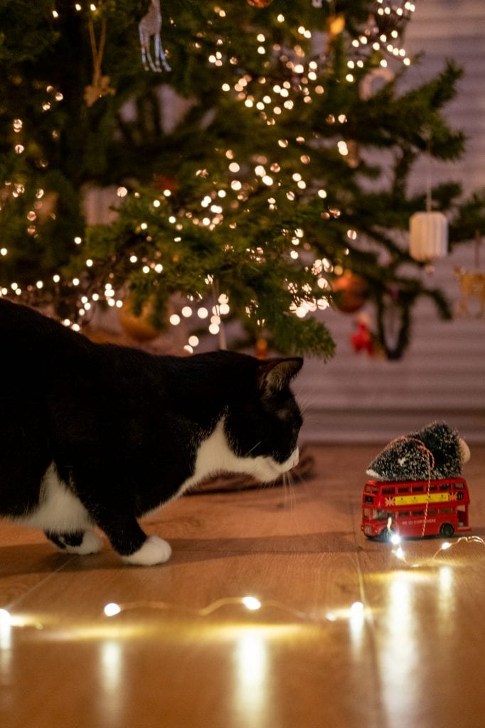 grappige kerstfoto's van katten maken