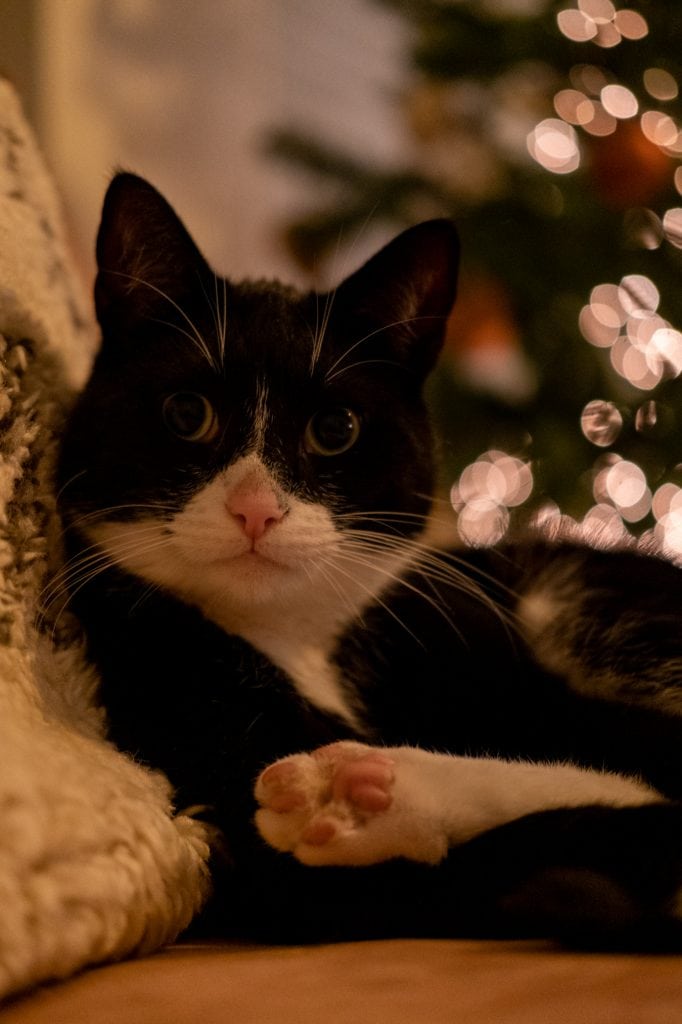 kerstfoto katten maken