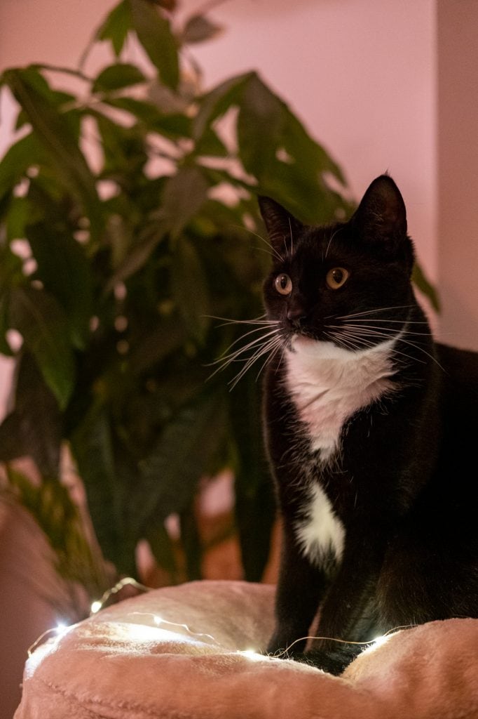 mooie kerstfoto's katten maken