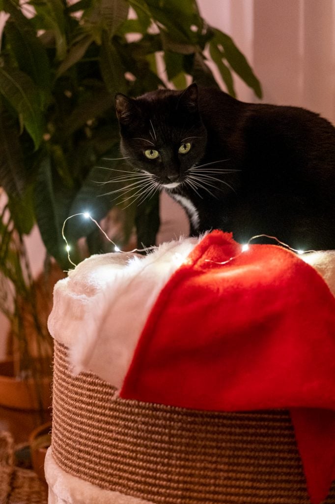 foto's maken met kerst van kat