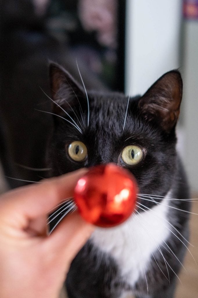 kat met Rudolph neus