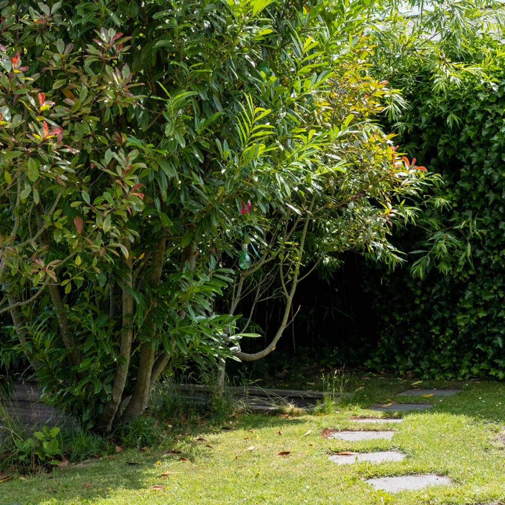 voordelen van een groene schutting in de tuin