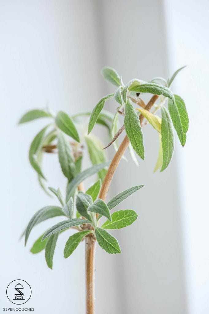 buitenplanten herplanten