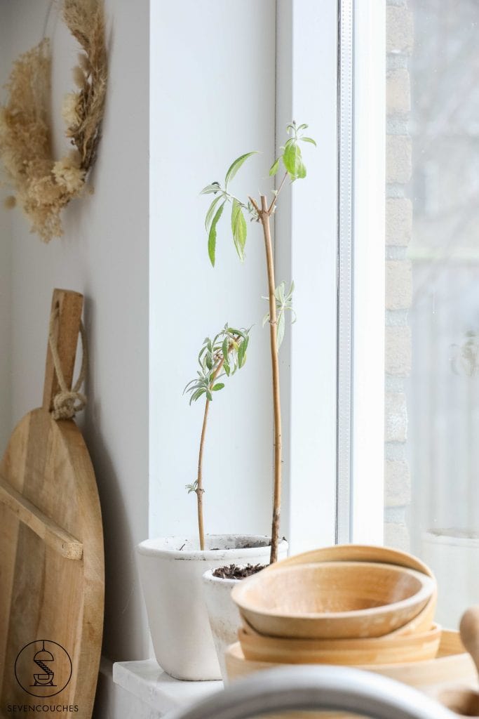 tuinplanten stekken tips