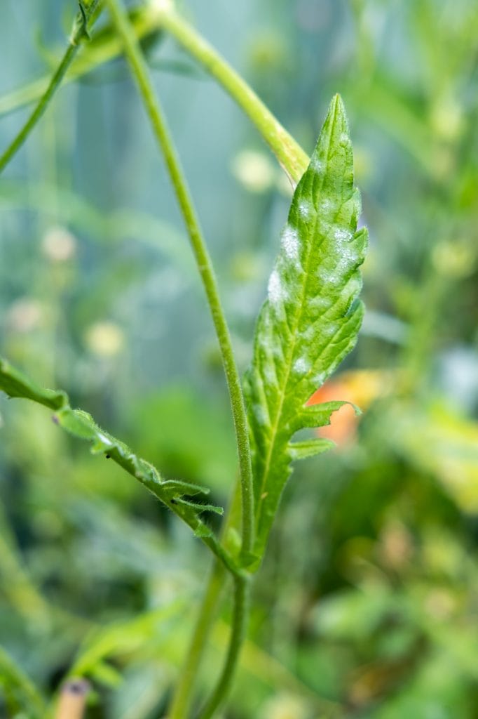 tips tegen meeldauw tuinplanten