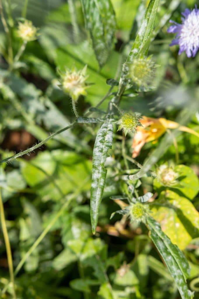 tips meeldauw bestrijden
