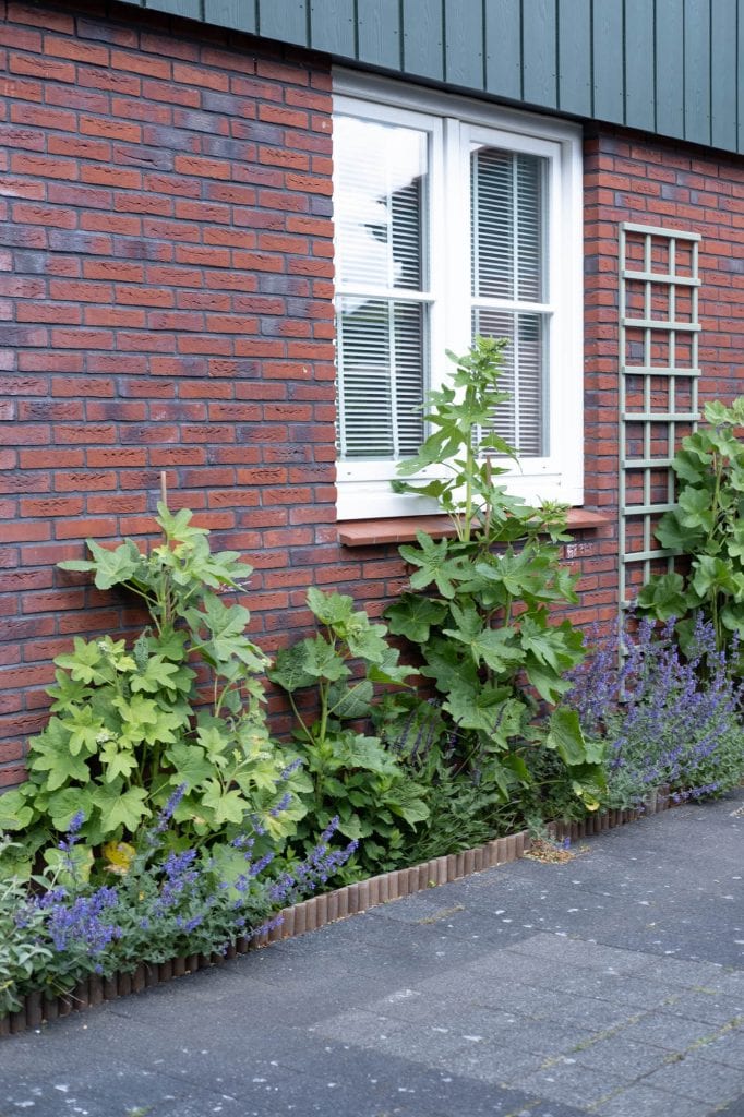 gevelplanten langs oprit