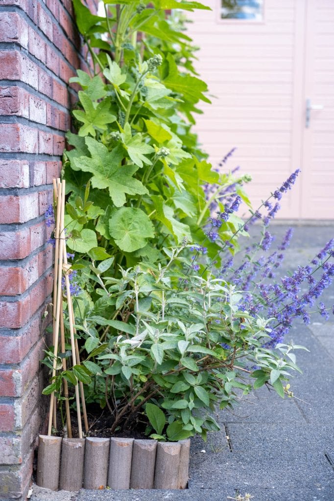 geschikte planten voor geveltuin