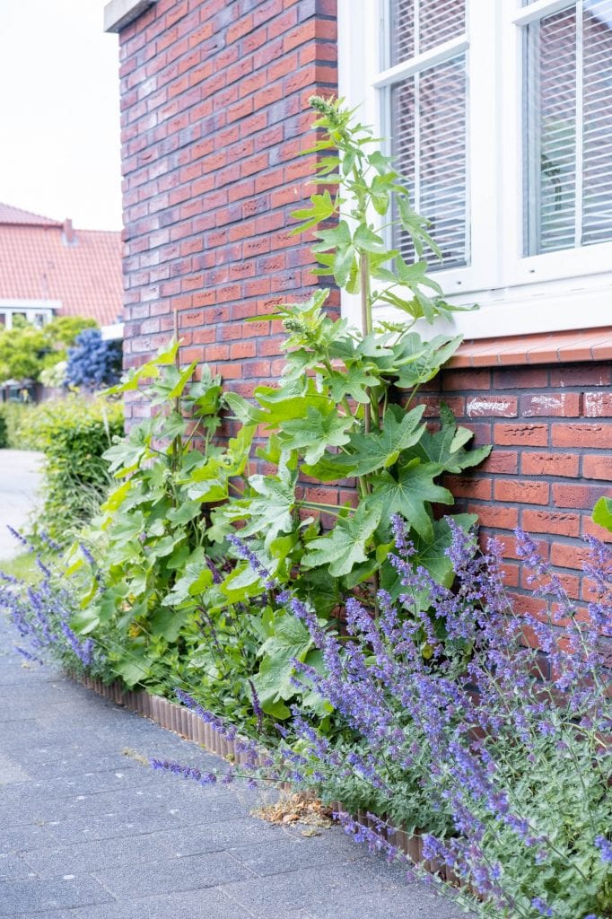 biologische geveltuin planten