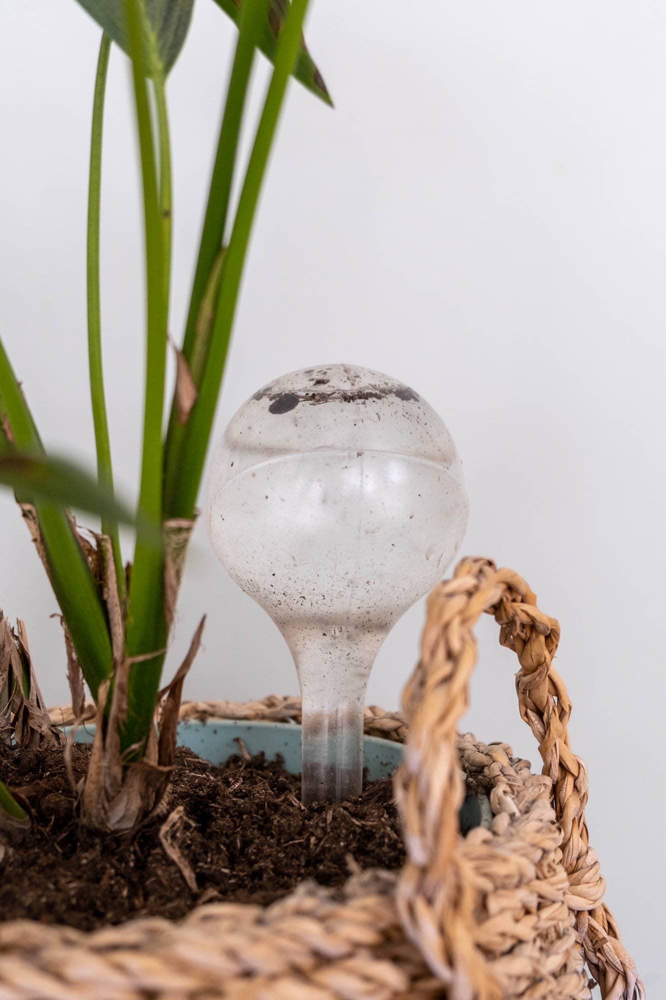 waterdruppelaar elho