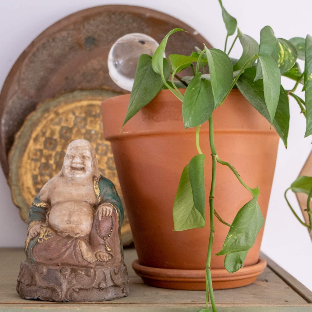 planten verzorgen in de vakantie tips