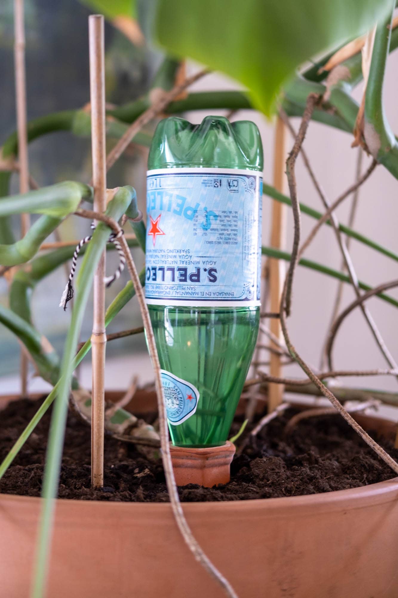 planten verzorgen in de vakantie