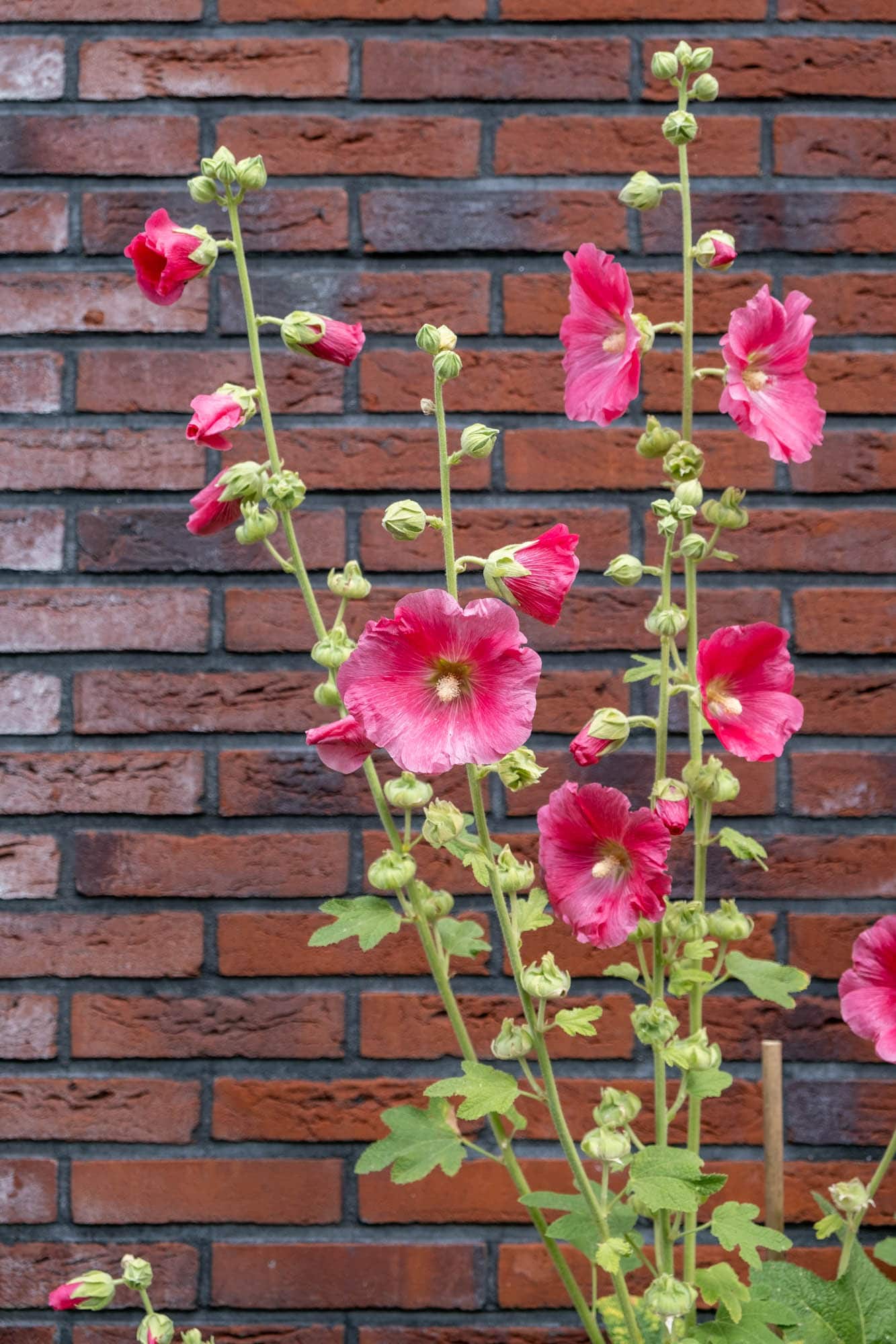 fuchsia tweejarige stokroos