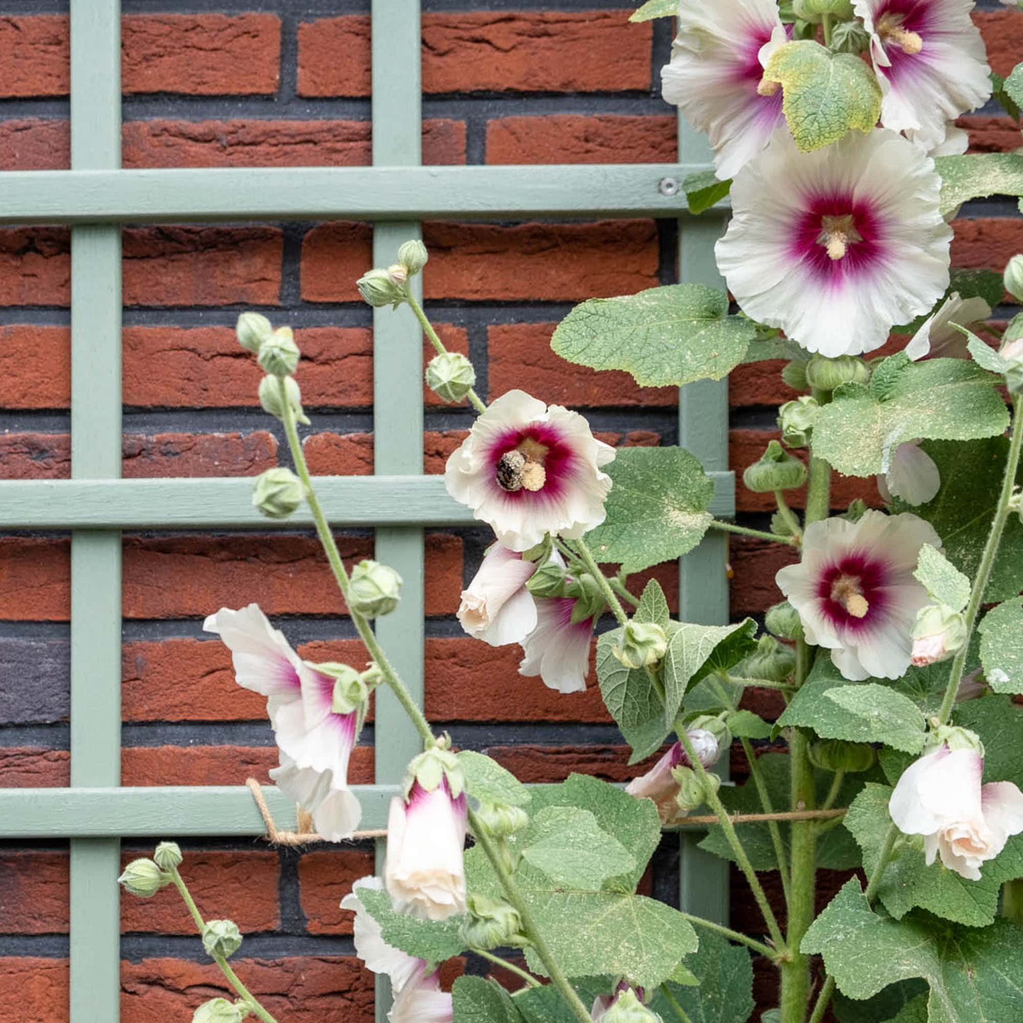 tweejarige stokrozen