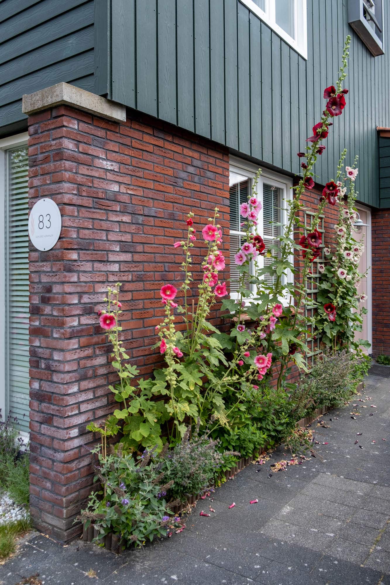 tweejarige stokrozen in bloei