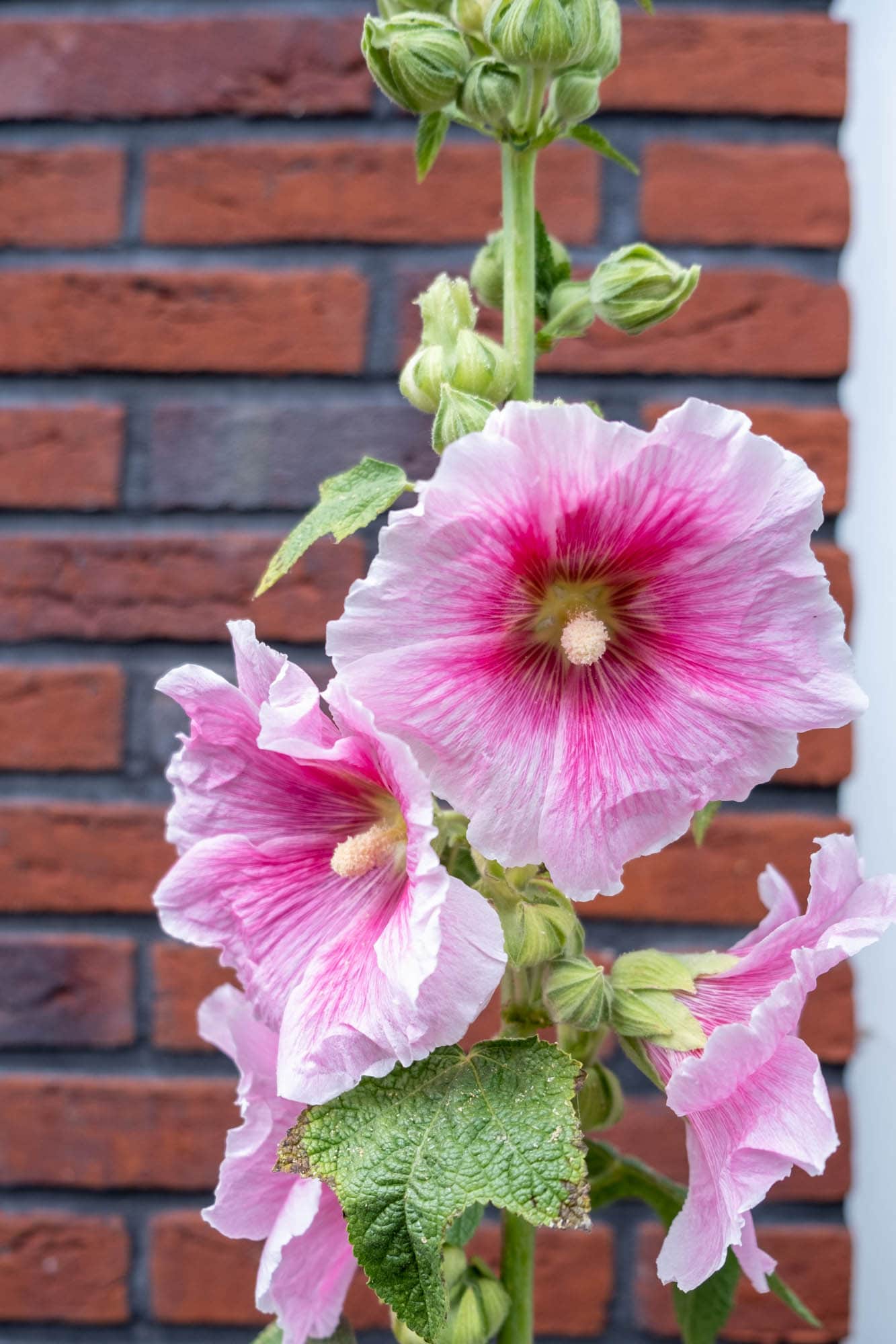 tweejarige stokrozen informatie