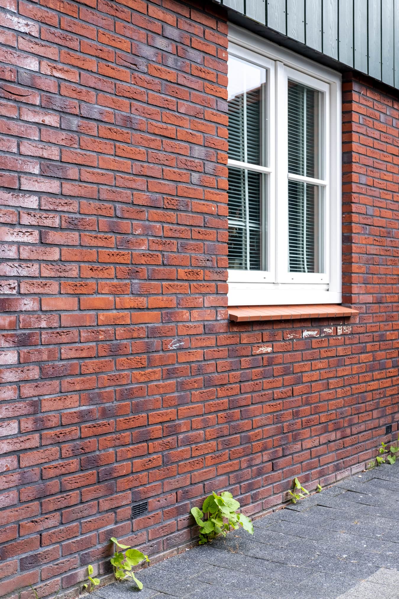 stokrozen zaaien langs gevel