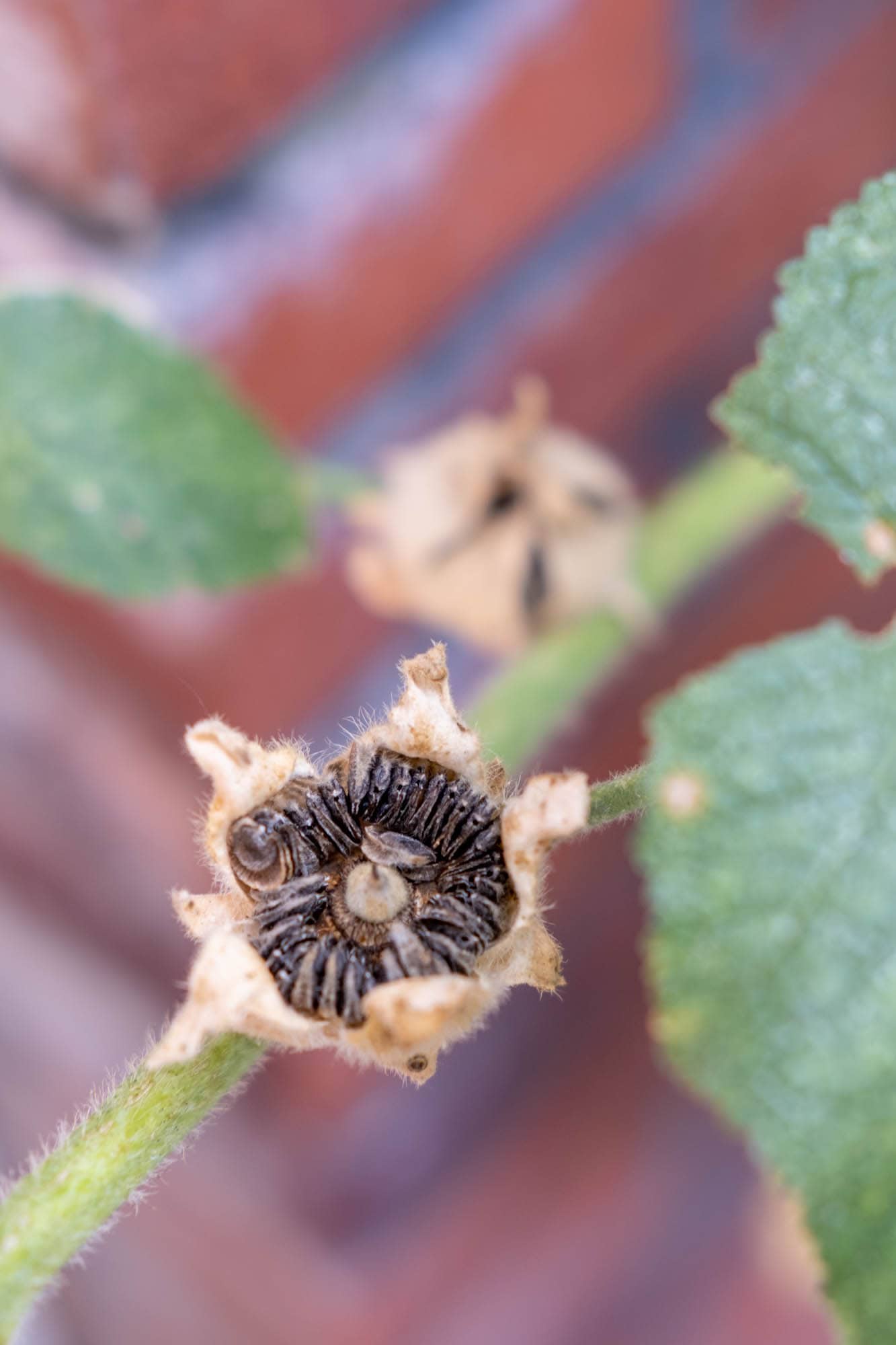 uitgebloeide stokroos