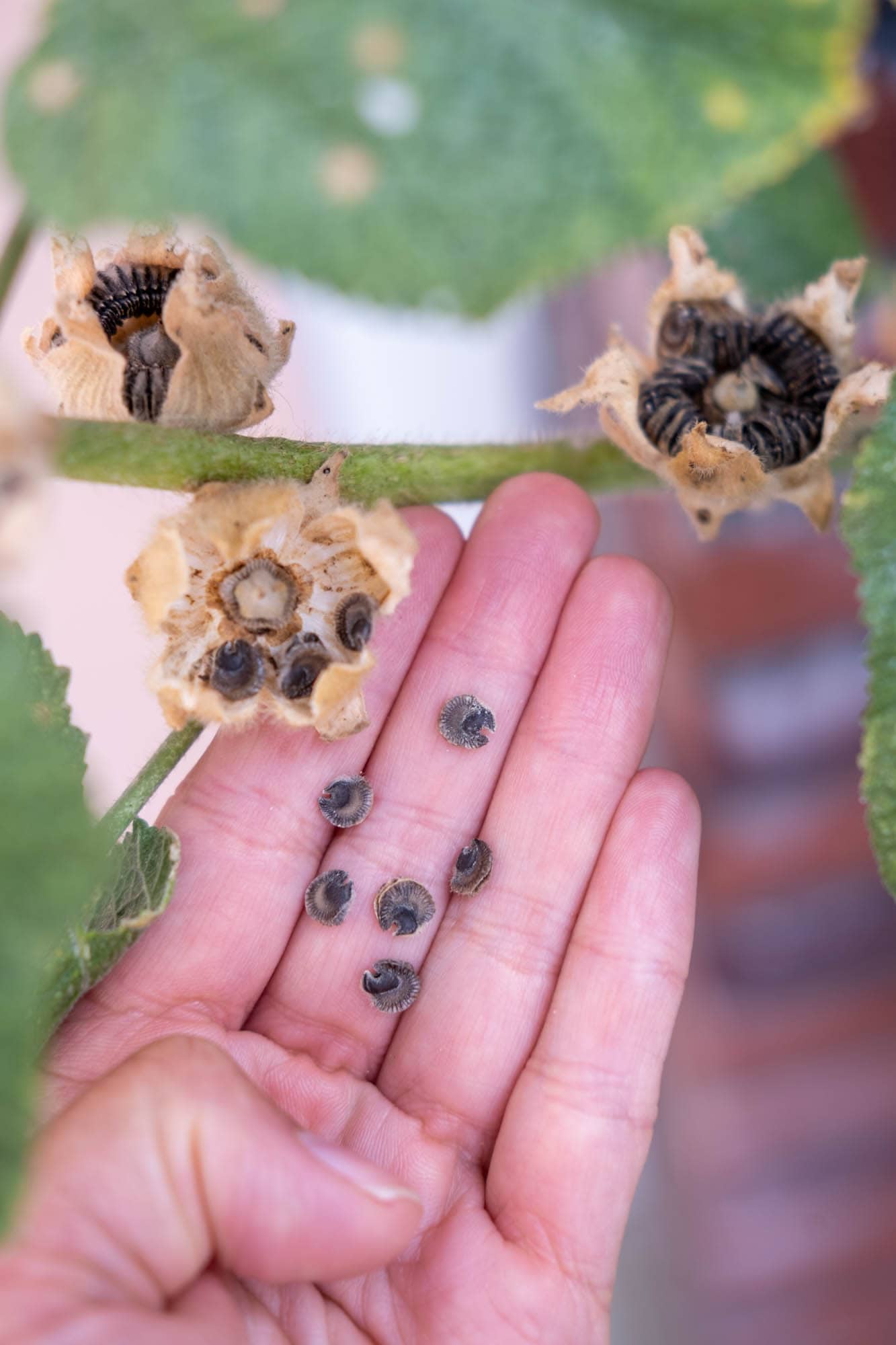 tweejarige stokrozen zaadjes