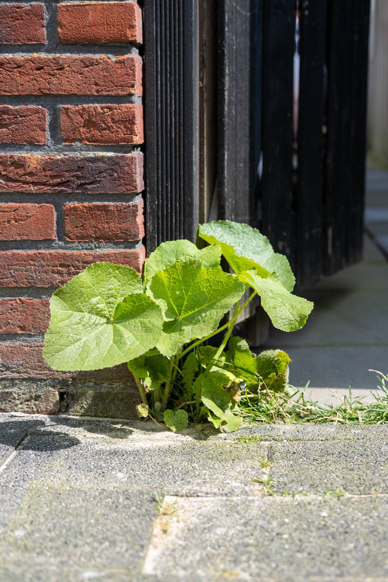bladeren stokroos herkennen