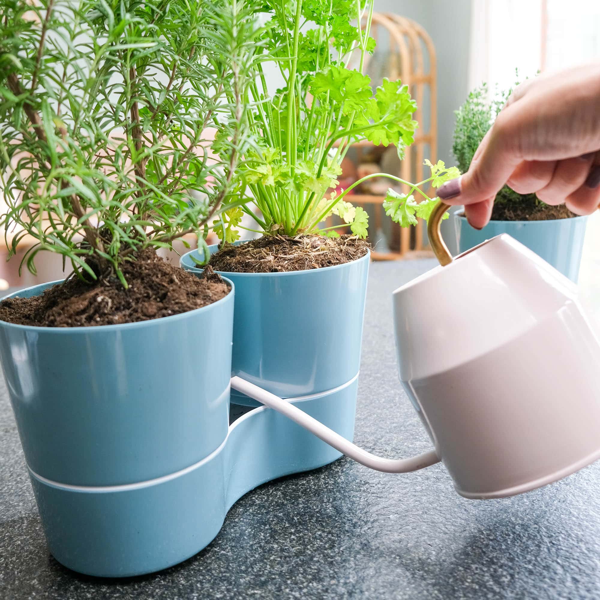 verse kruidenplanten verzorgen