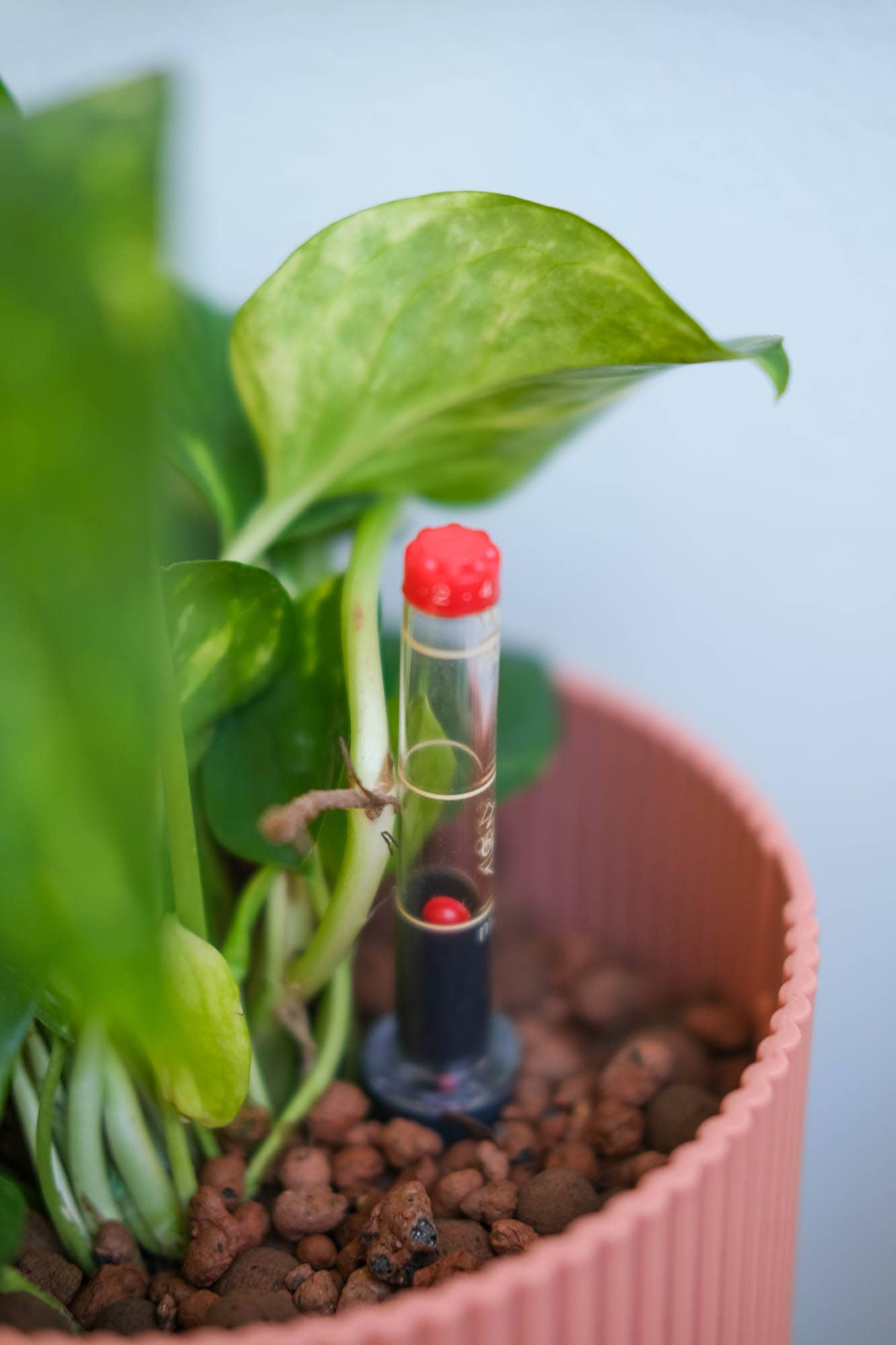 voordelen van hydrocultuur planten