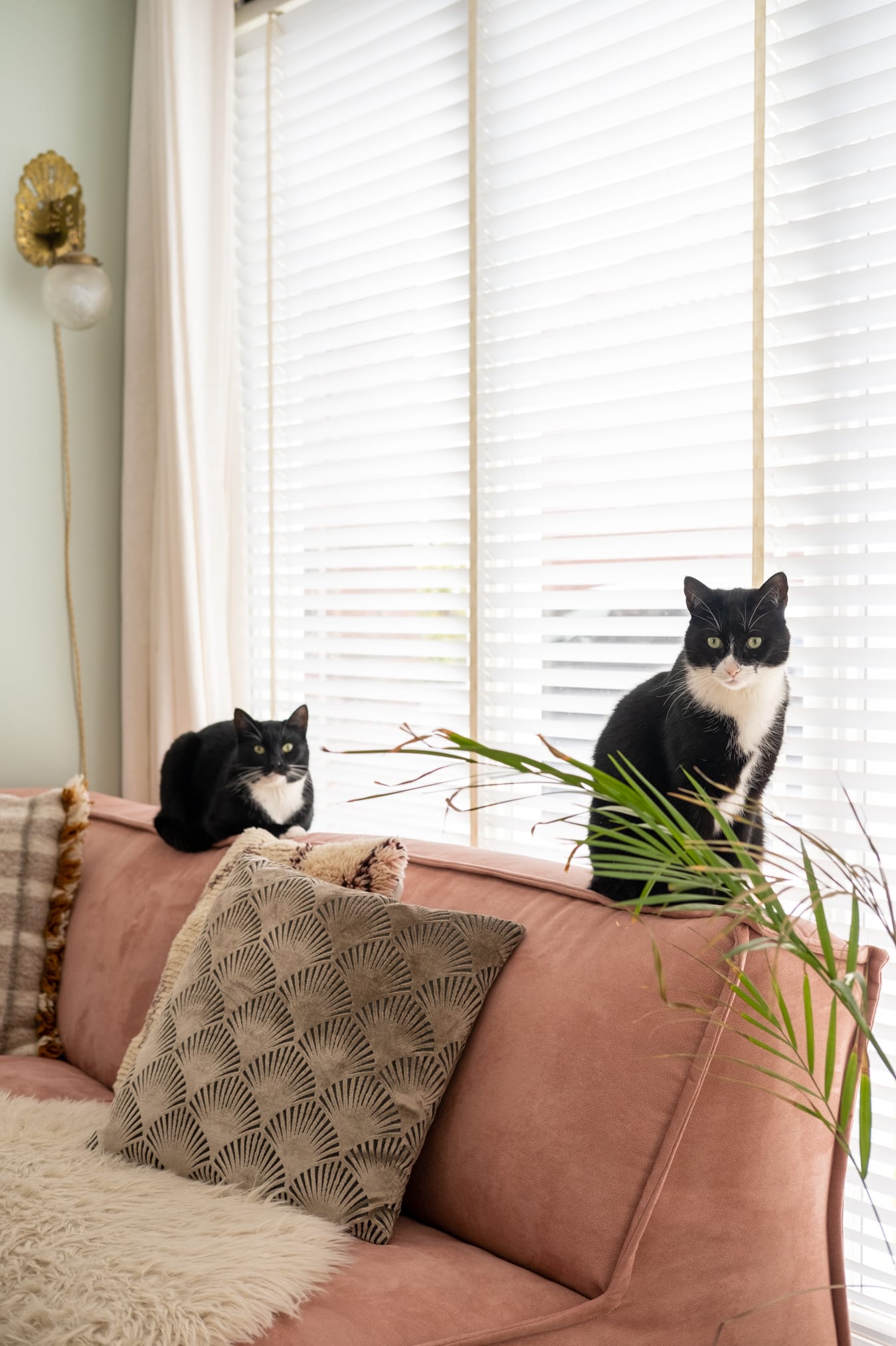 kattenharen verwijderen van meubels